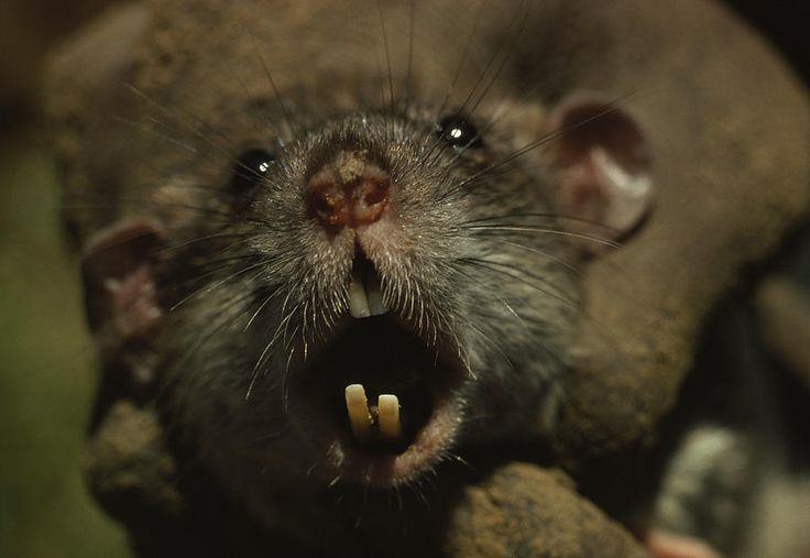 The Witcher and the Tower of Mice