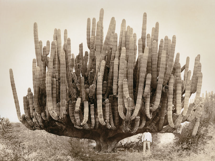 Trees get all the glory (lamentations for cacti)